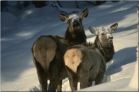 Elk in New Mexico