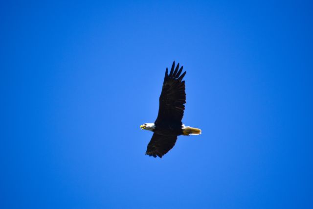 Bald Eagle Soaring in the Sky, Chippewa National Forest, Minnesota