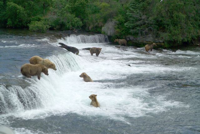 Bears on the Brooks River Alaska
