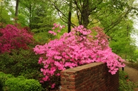 Beautiful pink azaleas blooming over brick wall in National Arboretum in Washington, D.C.