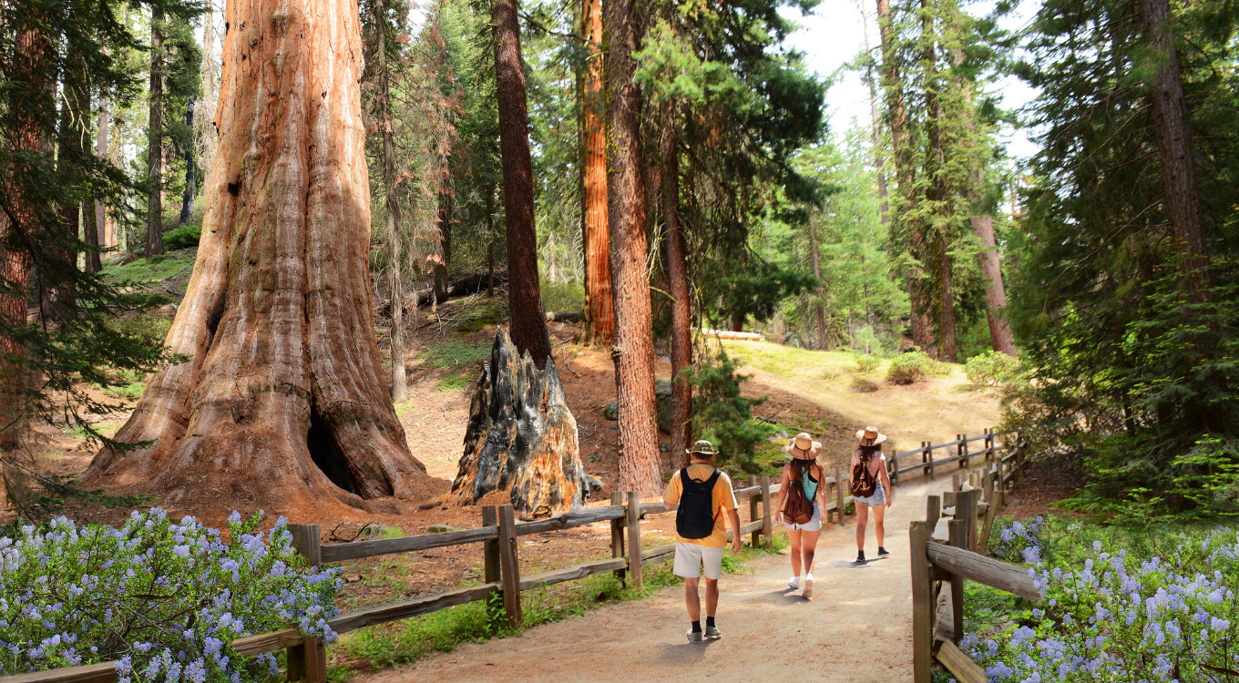 National Forests near San Diego, CA - Outdoor Adventure and Year-Round Recreational Opportunity